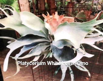 Platycerium Willinckii Moonlight Pup - Etsy