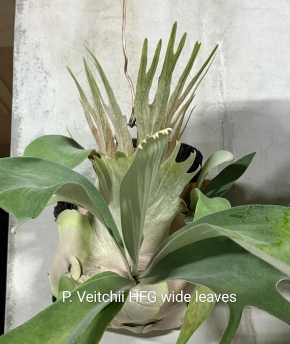 Platycerium Veitchii High Fingers Wide Leaves - Etsy