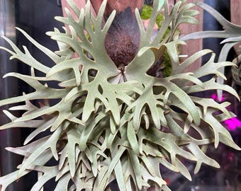 ビカクシダ horitoysP. willinckii 'celso' Tatsuta P.Celso Tatsuta #platycerium #spore#willinckii