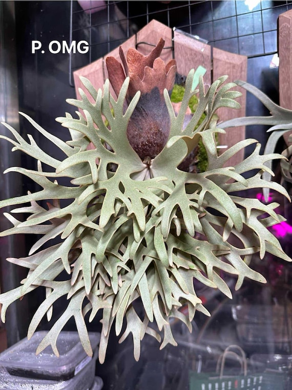 Platycerium OMG, TC - Etsy