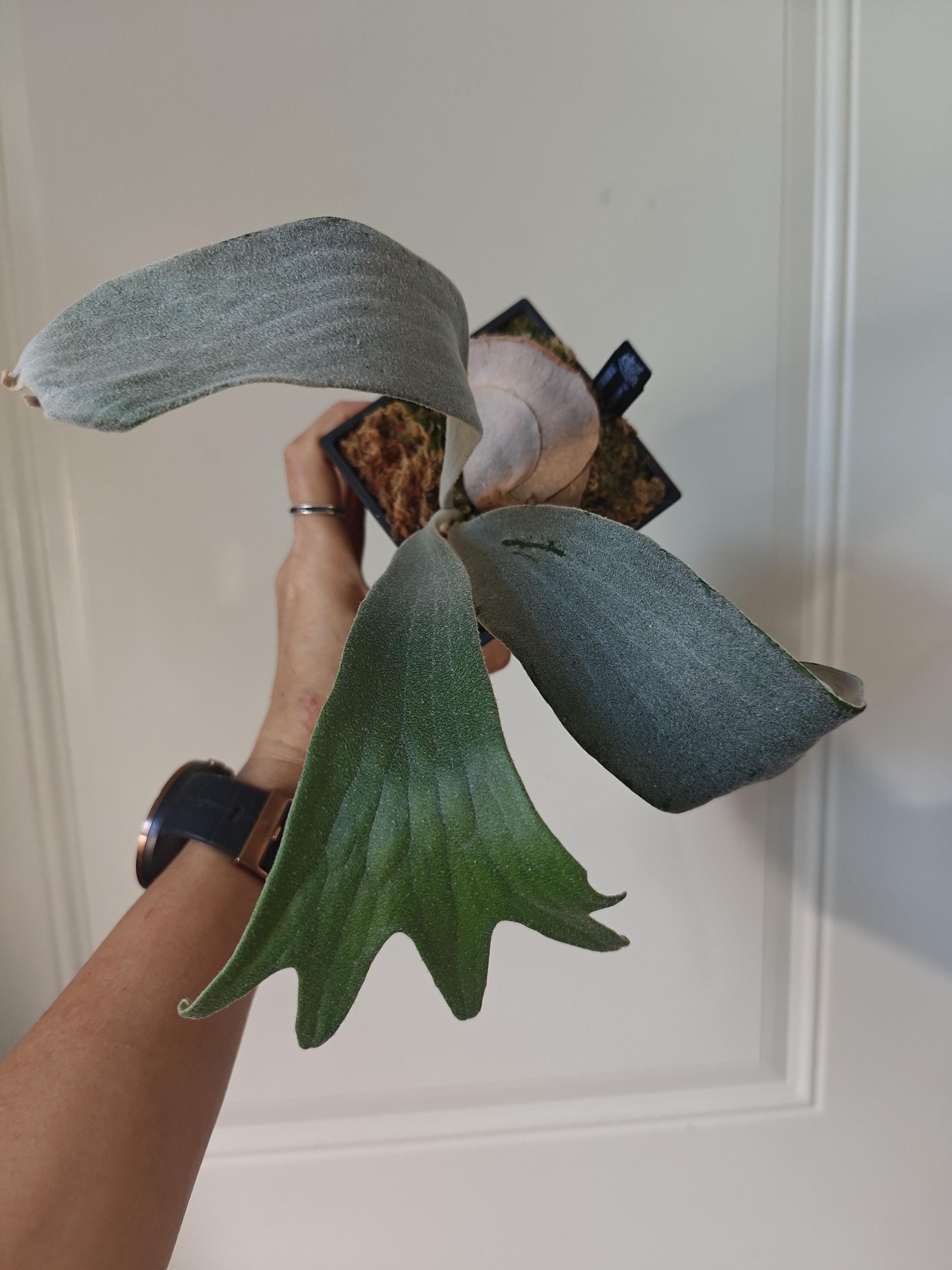 Platycerium Veitchii High Fingers Wide Leaves by Skyno - Etsy