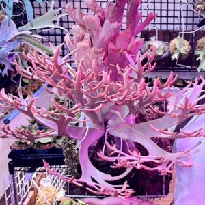 優待特典一覧 Platycerium Jenny - Etsy ビカクシダ