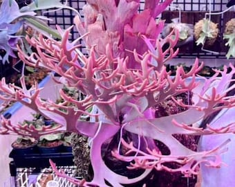 P.Willinckii Moonlight VP （OC） Platycerium willinckii 