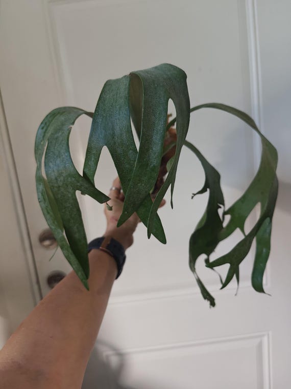 特大　Platycerium SS.Foong Platycerium SS Foong | rare fern | SapphireChild Orchids