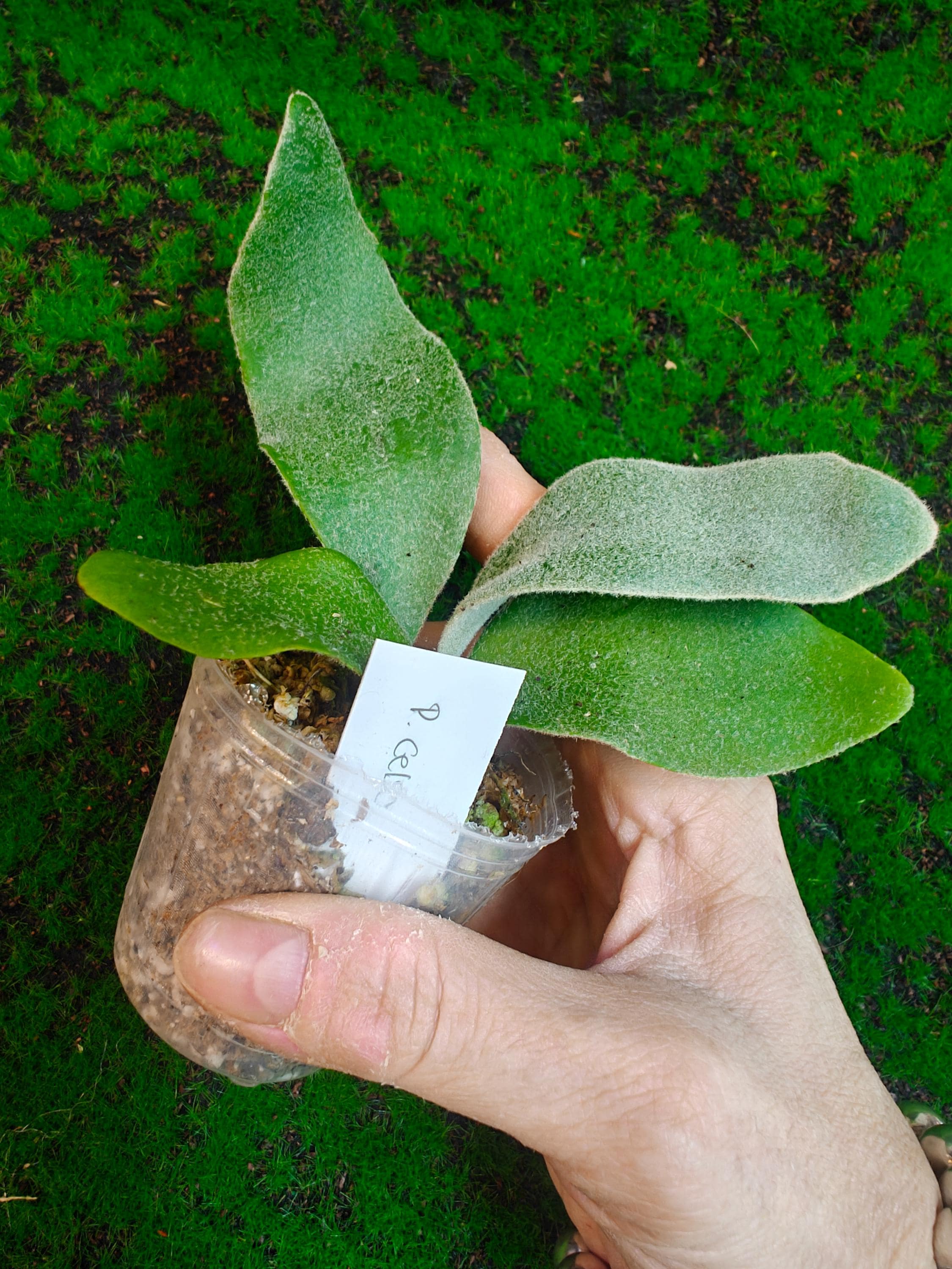 Platycerium Celso Tatsuta - Etsy
