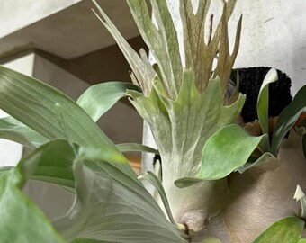 Platycerium Veitchii High Fingers Wide Leaves - Etsy