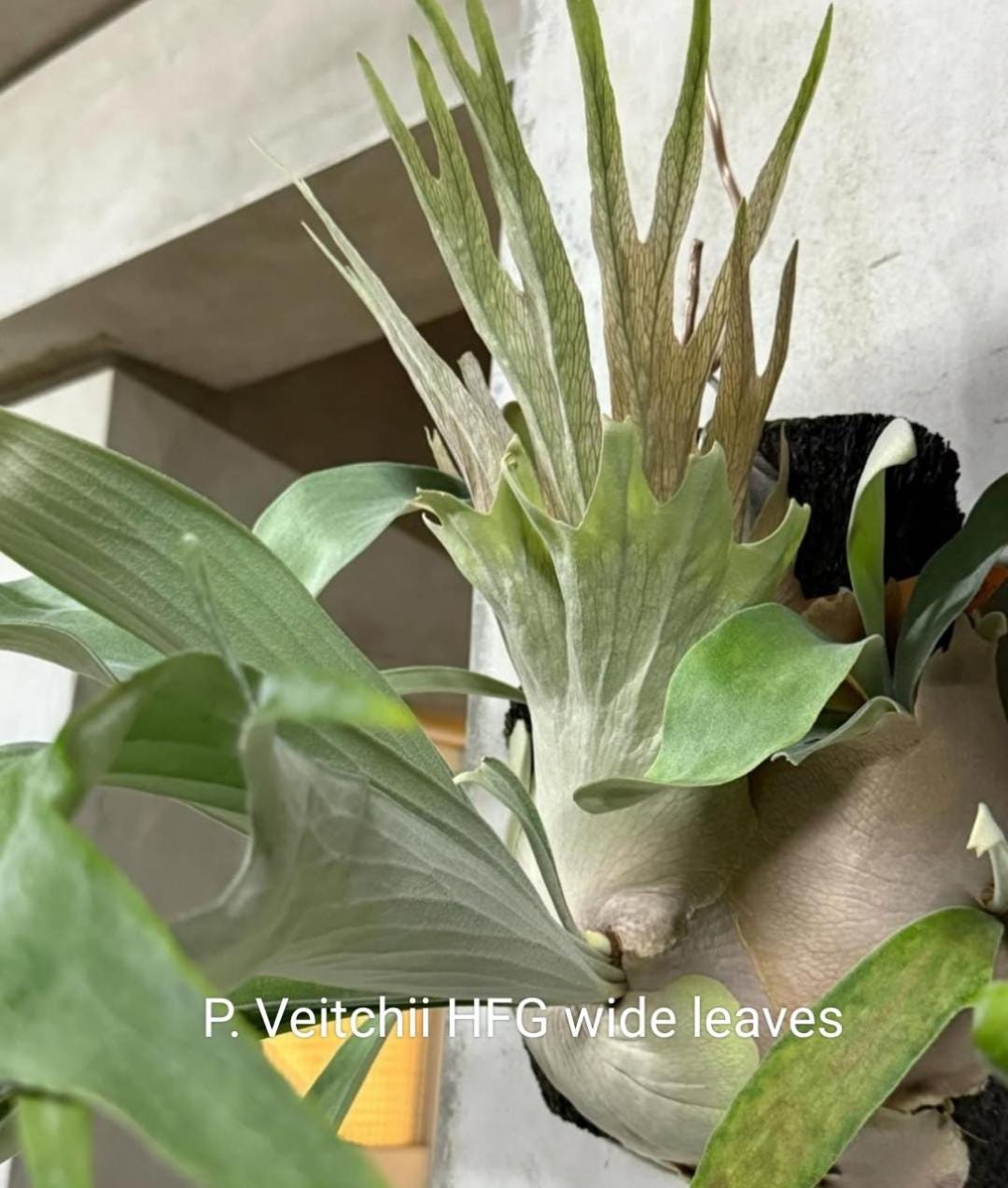 Platycerium Veitchii High Fingers Wide Leaves - Etsy