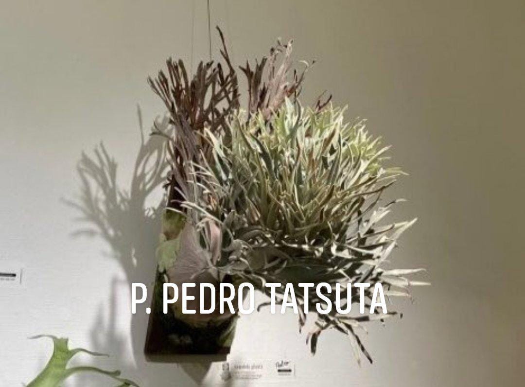 Platycerium Pedro Tatsuta - Etsy