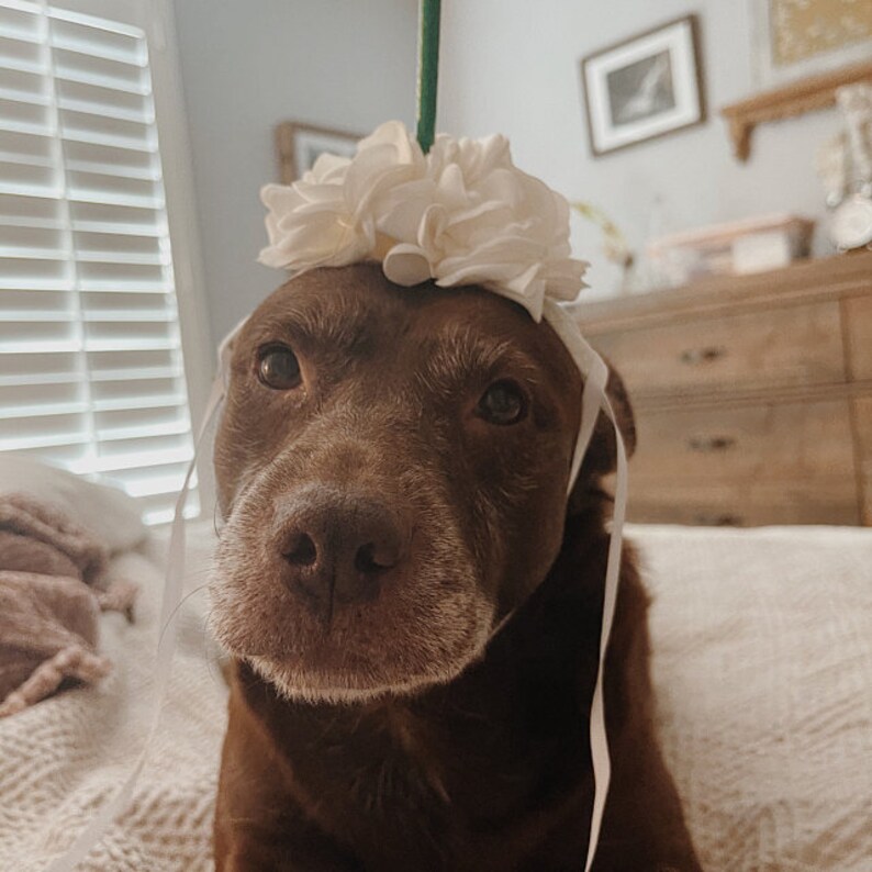 Dog Costume Tutu Halloween Costume Mocha Coffee Starbucks Etsy