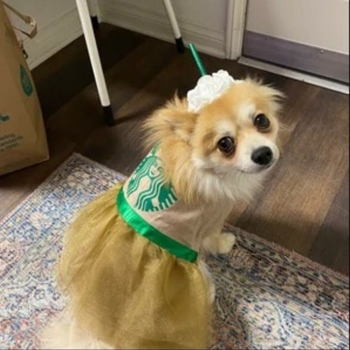 costume small dog