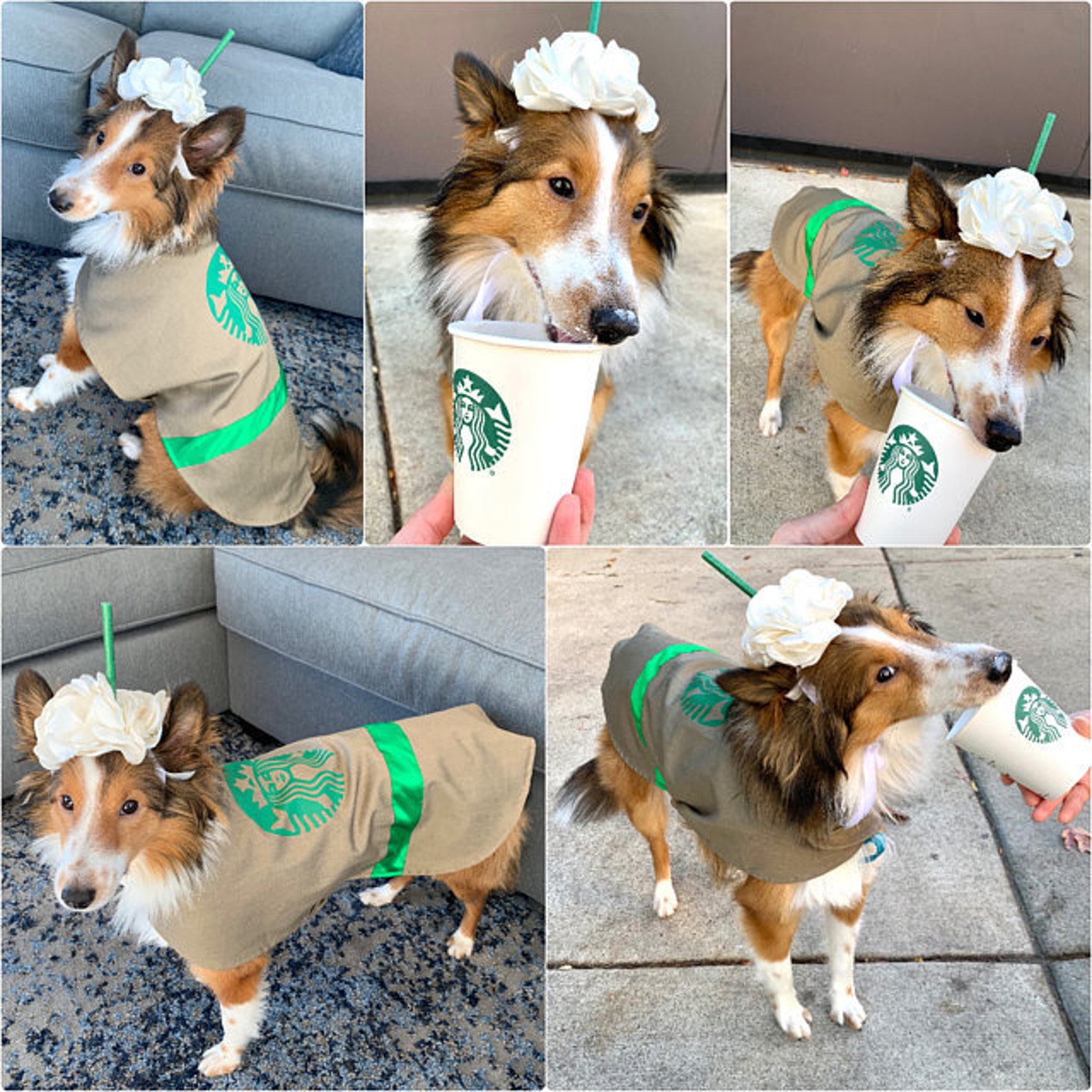 petsmart puppy clothes