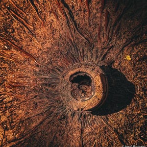 May include: Close-up of a dried coconut husk, showing the intricate pattern of fibers and the central hole where the coconut was once attached.
