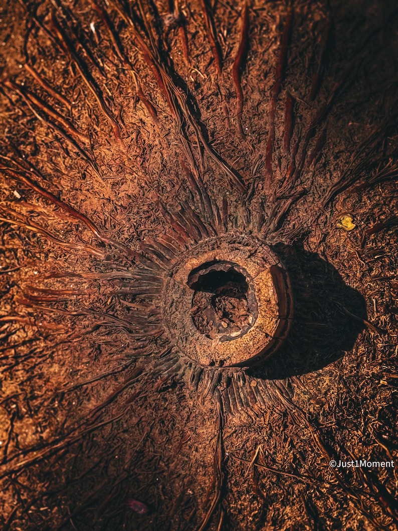 May include: Close-up of a dried coconut husk, showing the intricate pattern of fibers and the central hole where the coconut was once attached.