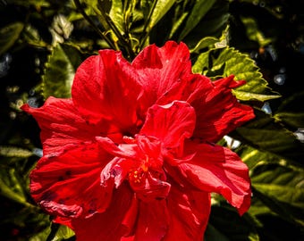 Rose Marie