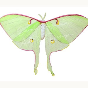 Luna Moth Original Watercolor Art Print / Watercolor Art / Luna Moth Art / Watercolor Prints / Original Moth Art Prints