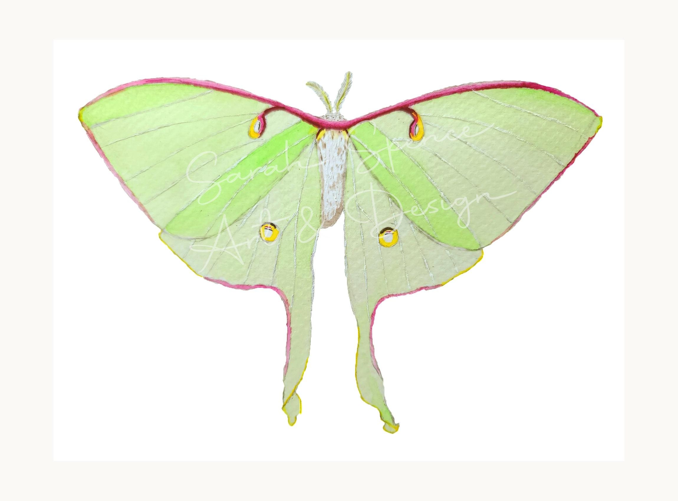 Luna Moth Original Watercolor Art Print / Watercolor Art / Luna Moth ...