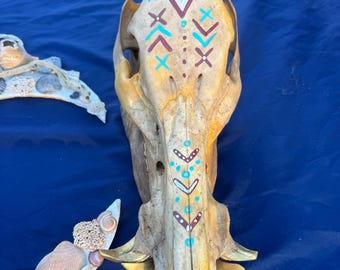 イノシシの頭蓋骨 - 雌イノシシの頭蓋骨の剥製トロフィー、2番目の