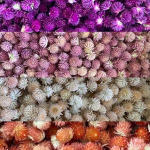 Gomphrena séchées, fleurs d&#39;amarante Globus rose violet blanc orange