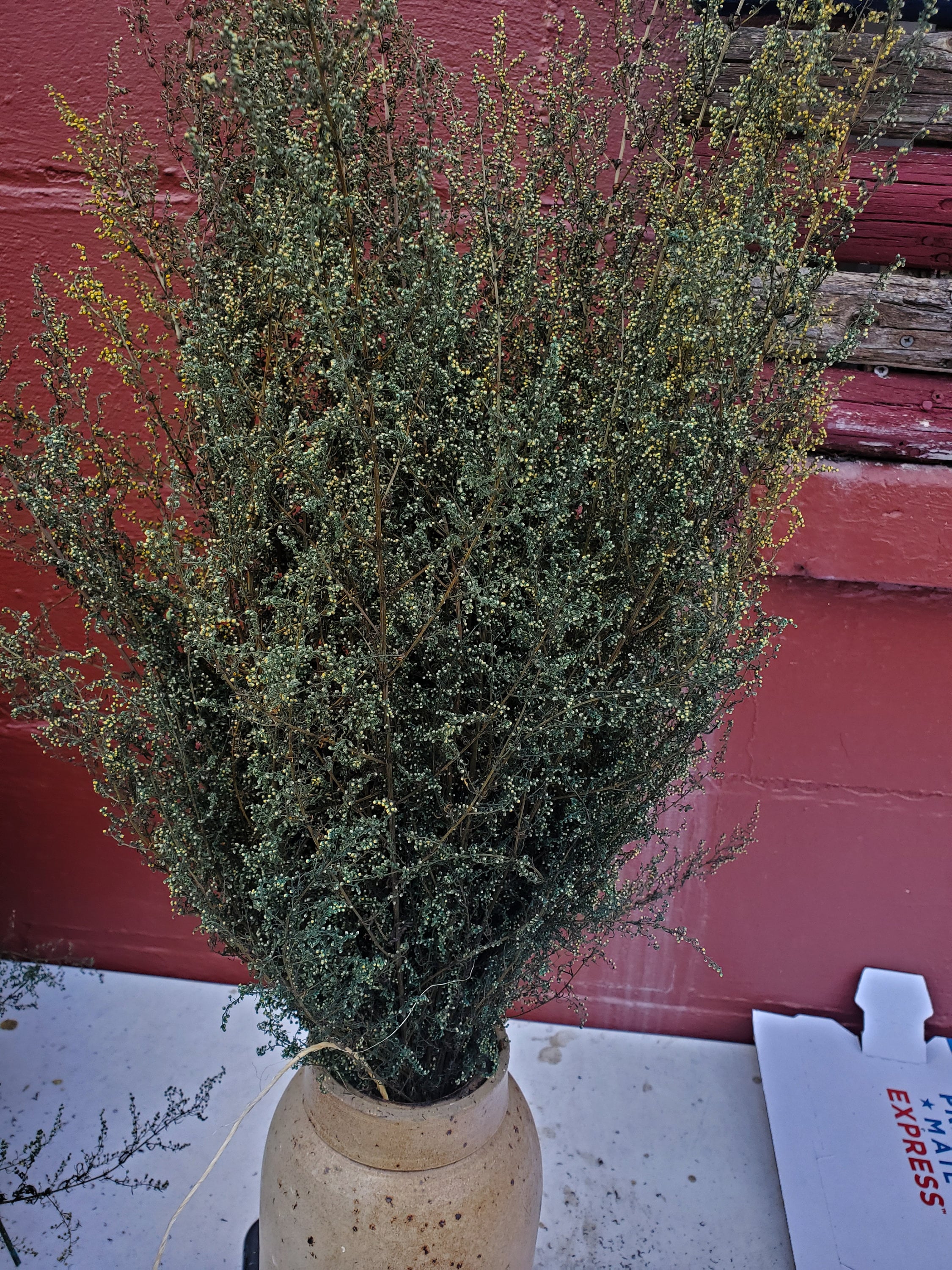 Fall 2019 Harvest Farmhouse Decor! Natural Air Dried SWEET ANNIE Herb Bunch Natural Lightly Fragrant Herbal Scent~ Perfect Primitive Decoration Herb Air Dried And Sold Per Bunch Decorative 