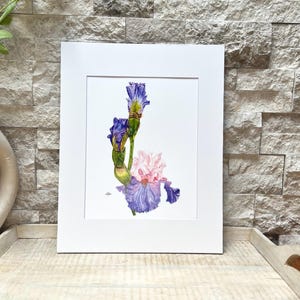 Art Print Florentine Bearded Iris