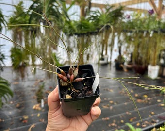Dendrobium tenellum