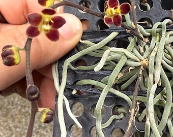 Lepanthopsis Astrophora Ultra Miniature Species Orchid - Etsy