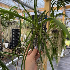 Paraphalaenopsis laycockii x Vanda limbata