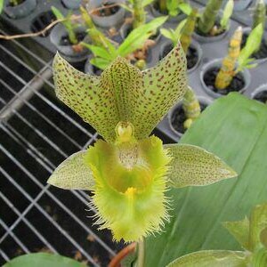 Clowesetum Jumbo Apollo 'Jumbo Jade'