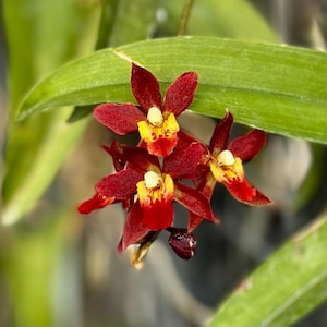 Rodridenia Woon Leng’s Red Gem