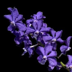 Vanda Suwannaphum Blue Finch