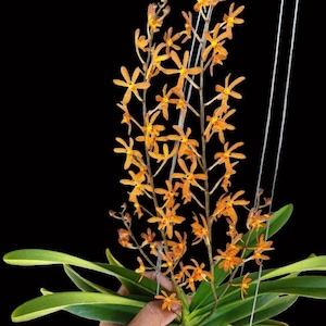Staurochilus gibbosicalcar x Ascocentrum miniata