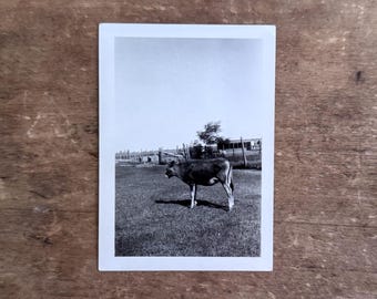 Antique "Luther's Calf" Cow Barnyard Photo Black and White Old Photograph