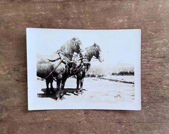 Antique Horse Photo Black and White Old Photograph