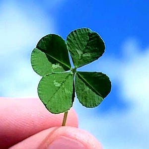 Four Leaf Clover Genuine x 1 Sealed in laminate, Lucky Charm, Good Vibes, blessings and winnings (Rare as they are hard to find)
