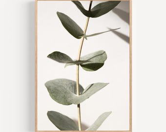 Eucalyptusposter - Groene en beige natuurfotografie als wanddecoratie voor een rustige en minimalistische inrichting van de woonkamer, slaapkamer of badkamer.