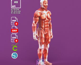 Human Muscle Anatomy Papercraft — PDF SVG DXF — 3D Low Poly Body Figure — Cricut Silhouette — Medical Student Gift — Muscular System