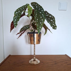 Op de afbeelding: Een potplant met grote, groene bladeren met witte stippen. De plant staat in een glanzende, goudkleurige metalen plantenbak met een voetstuk. De plantenbak staat op een houten oppervlak.