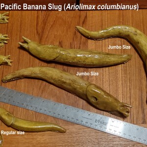 Banana Slug realistic scientifically accurate ceramic sculpture. Pacific Northwest Ariolimax columbianus handsculpted stoneware clay PNW image 6