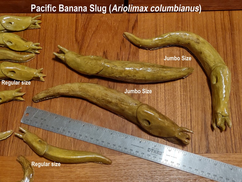 Banana Slug realistic scientifically accurate ceramic sculpture. Pacific Northwest Ariolimax columbianus handsculpted stoneware clay PNW image 6