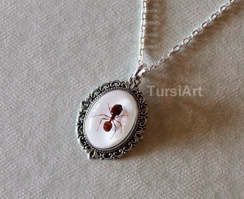 REAL Ant in resin pendant chain necklace choice of brass silver copper /& clasp Taxidermy Insect jewelry Large Black Ant Army Ant Big Head