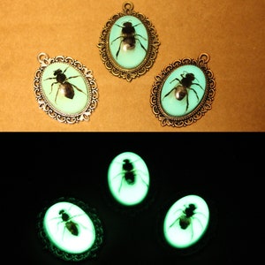 Glow in the Dark Honey Bee Pendant. Real Bug Taxidermy Necklace. Preserved Insect in Resin Jewelry. Apis mellifera Handmade Beekeeper Gift imagem 1