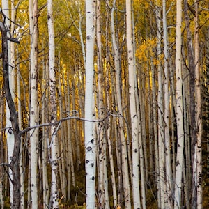 A dense grove of tall, slender aspen trees with white bark and golden-yellow leaves on Kebler Pass, Colorado near Crested Butte
