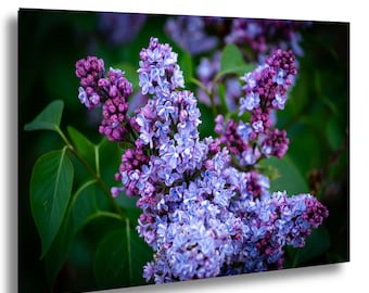 Fliederblüten Art Print: Sanftes Lavendel Blumen Wanddekor