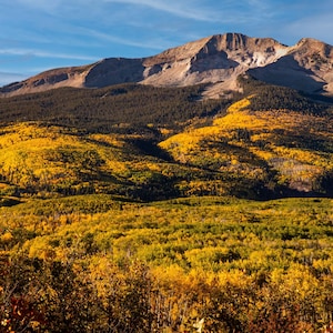 Kebler Pass Colorado Autumn Aspen Trees Print