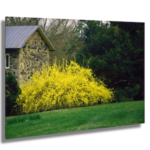 Stone Cottage Photograph: Yellow Forsythia Bush Art Print
