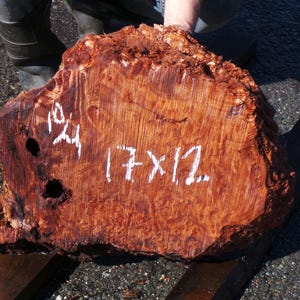 May include: A large, irregularly shaped piece of reddish-brown wood with visible grain and texture. The dimensions are marked in white as 17 x 12 inches. The number 10/24 is also written in white. The wood has several holes and is resting on a wooden support.