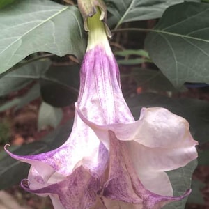 Purple Queen Devil&#39;s Double Trumpet Seeds