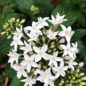 Graines d'étoiles égyptiennes blanches en grappe - Sans OGM, respectueuses des pollinisateurs, élégantes fleurs en forme d'étoile pour jardins et conteneurs