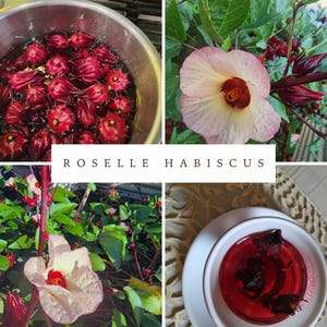 Roselle Hibiscus - 20 seeds | Jamaican Sorrel, Florida Cranberry, Tea, Organic.