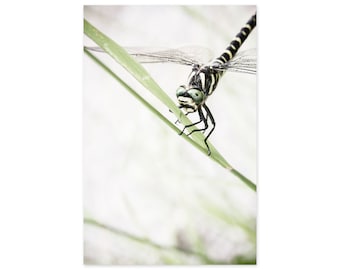 Dragonfly Art Print - Nature Photography - Modern Farmhouse Wall Decor - Country Home Decor - Vertical Wall Art in Muted Colors